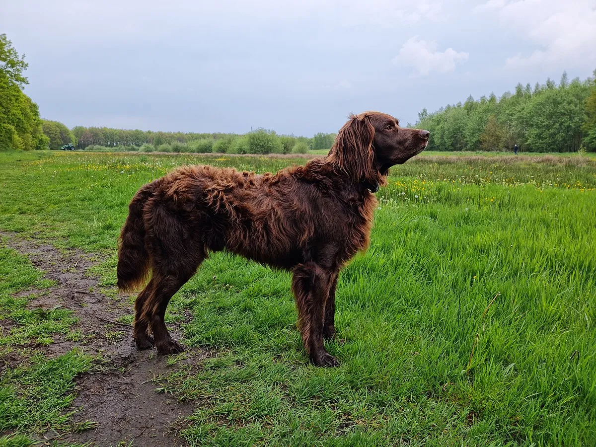 Brown German Longhaired Pointer with floppy ears stands on grass looking right
