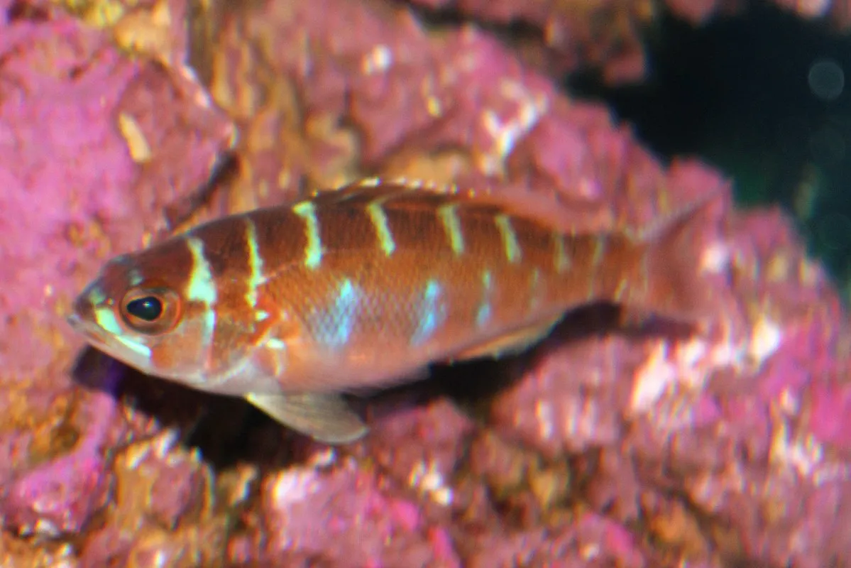 A chalk bass with iridescent blue and brown stripes swims against a vibrant pink coral background