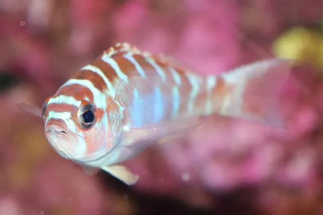 A chalk bass fish with light blue and brown stripes swimming in front of a blurred pink coral