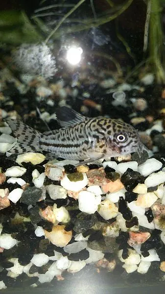 A Salt and Pepper Corydoras fish with intricate patterns rests on multi colored gravel