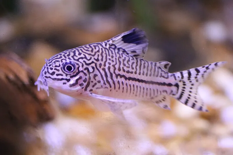 A Salt and Pepper Corydoras fish with intricate black and white patterns on its body and fins
