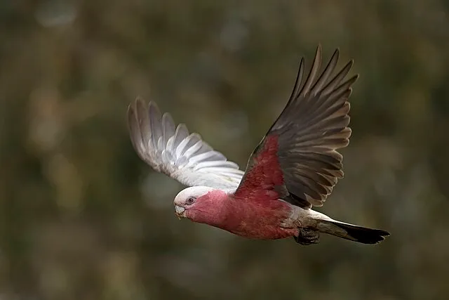 A Galah cockatoo with pink and gray feathers flies right with wings spread against a dark background