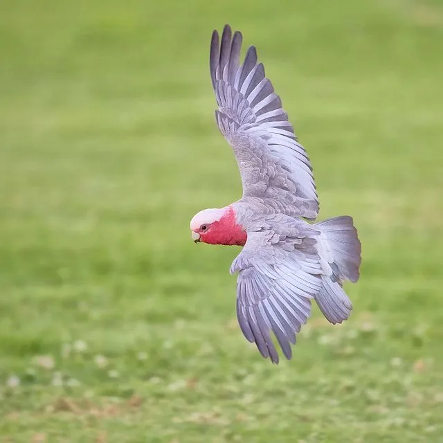 A Galah cockatoo with pink and gray feathers flies above green grass wings spread wide