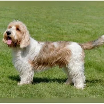 Tan and white Petit Basset Griffon Vendeen with shaggy fur stands panting on green grass
