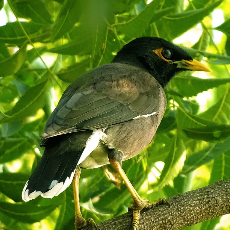 A Mynah bird with black head and yellow eye patch perches on a tree branc