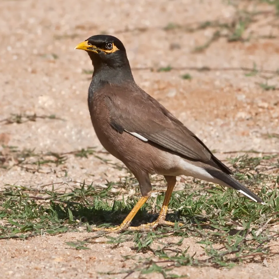 Mynah