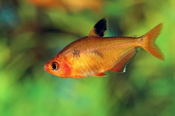 Lemon Tetra