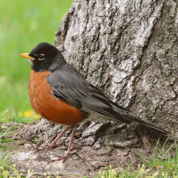 An American Robin with a black head and orange breast stands next to a tree trunk