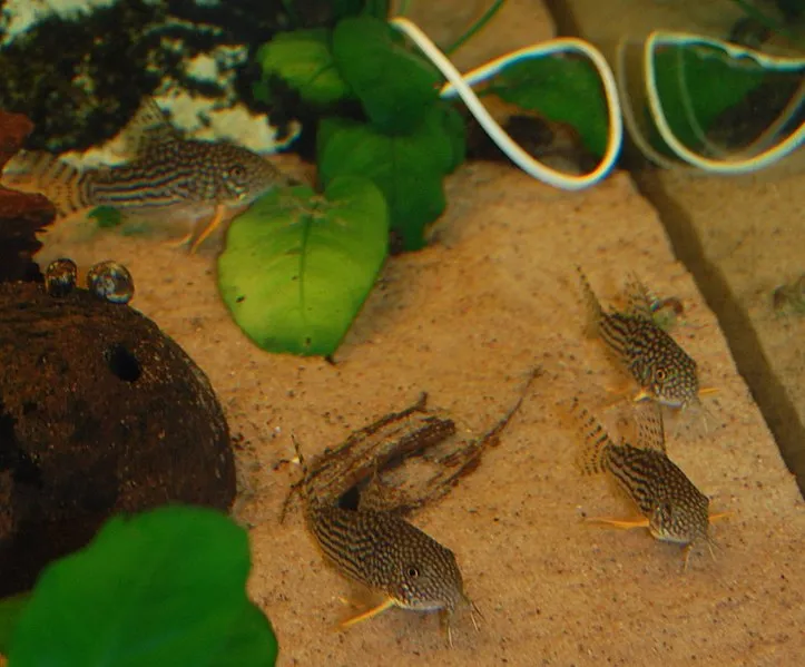 A group of patterned Sterbas corydoras fish with orange fins