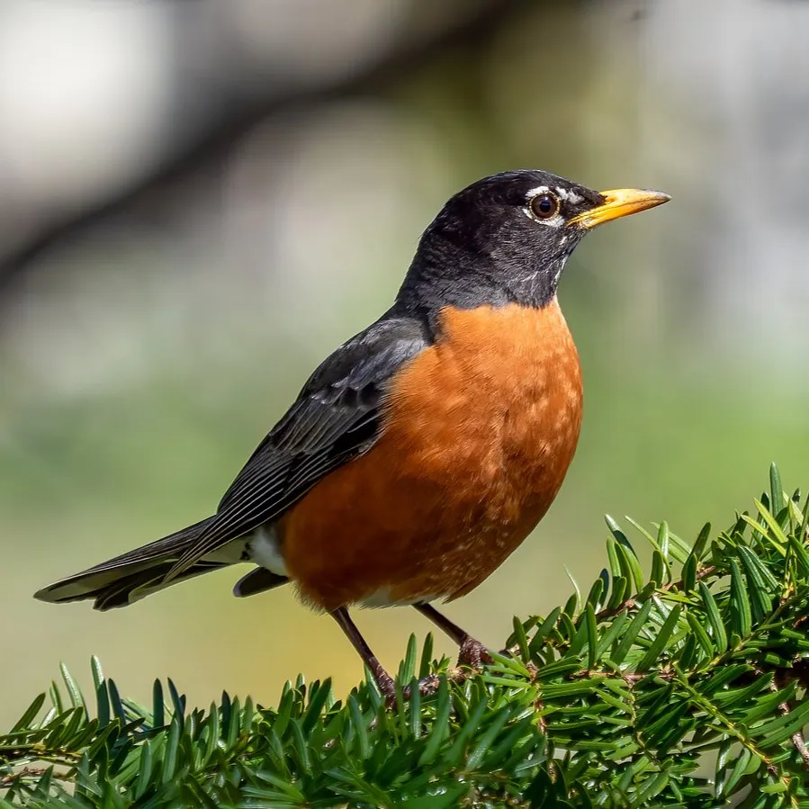 An American Robin with a black head and orange breast perches on a green branch