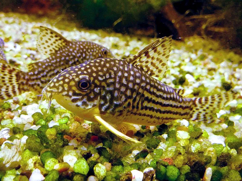 A Sterbas Corydoras catfish with distinctive spotting on its body and fins rests on gravel