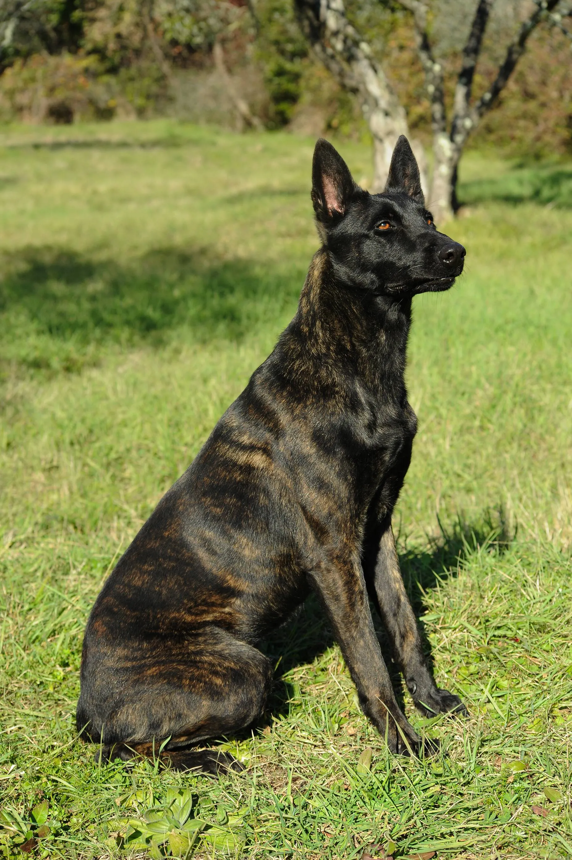 Dark Brownish Dutch Shepherd dog sits on green grass looking right with trees behind