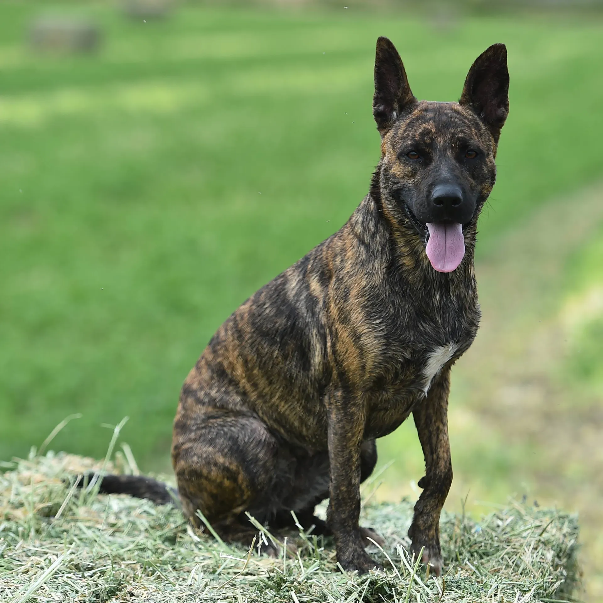 Dutch Shepherd dog sits on a dried Grass looking forward with its tongue out green background