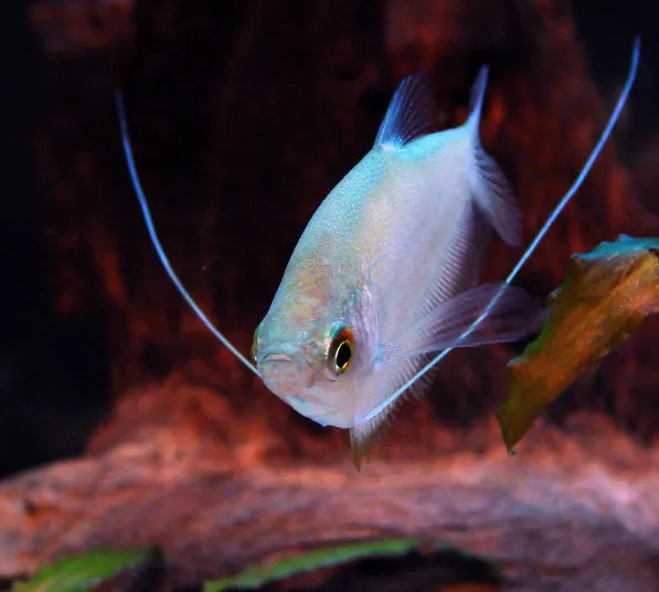 Moonlight Gourami facing forward with long feeler fins in a planted aquarium