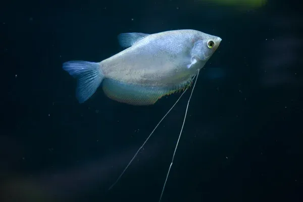 Moonlight Gourami with pale silver body and long ventral fins in blue water tank