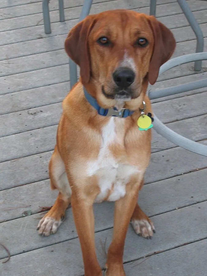 Tan and white Redbone Coonhound with floppy ears and blue collar sits on a deck