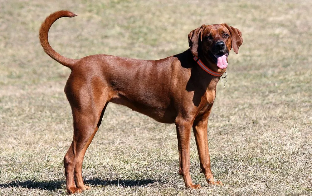 Tan Redbone Coonhound with floppy ears stands panting on a dry grassy field