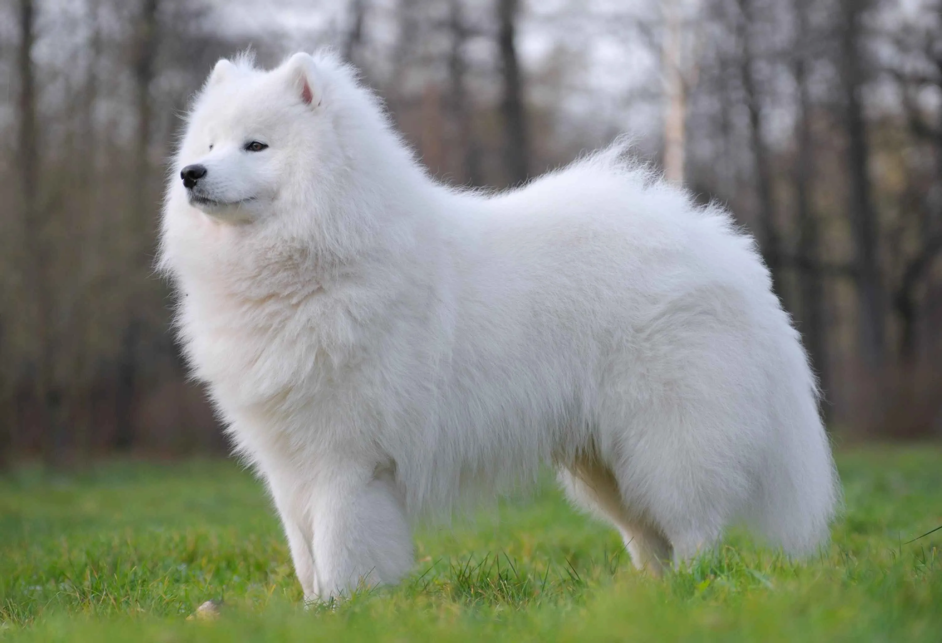 White fluffy Samoyed dog standing in a field with trees in the background