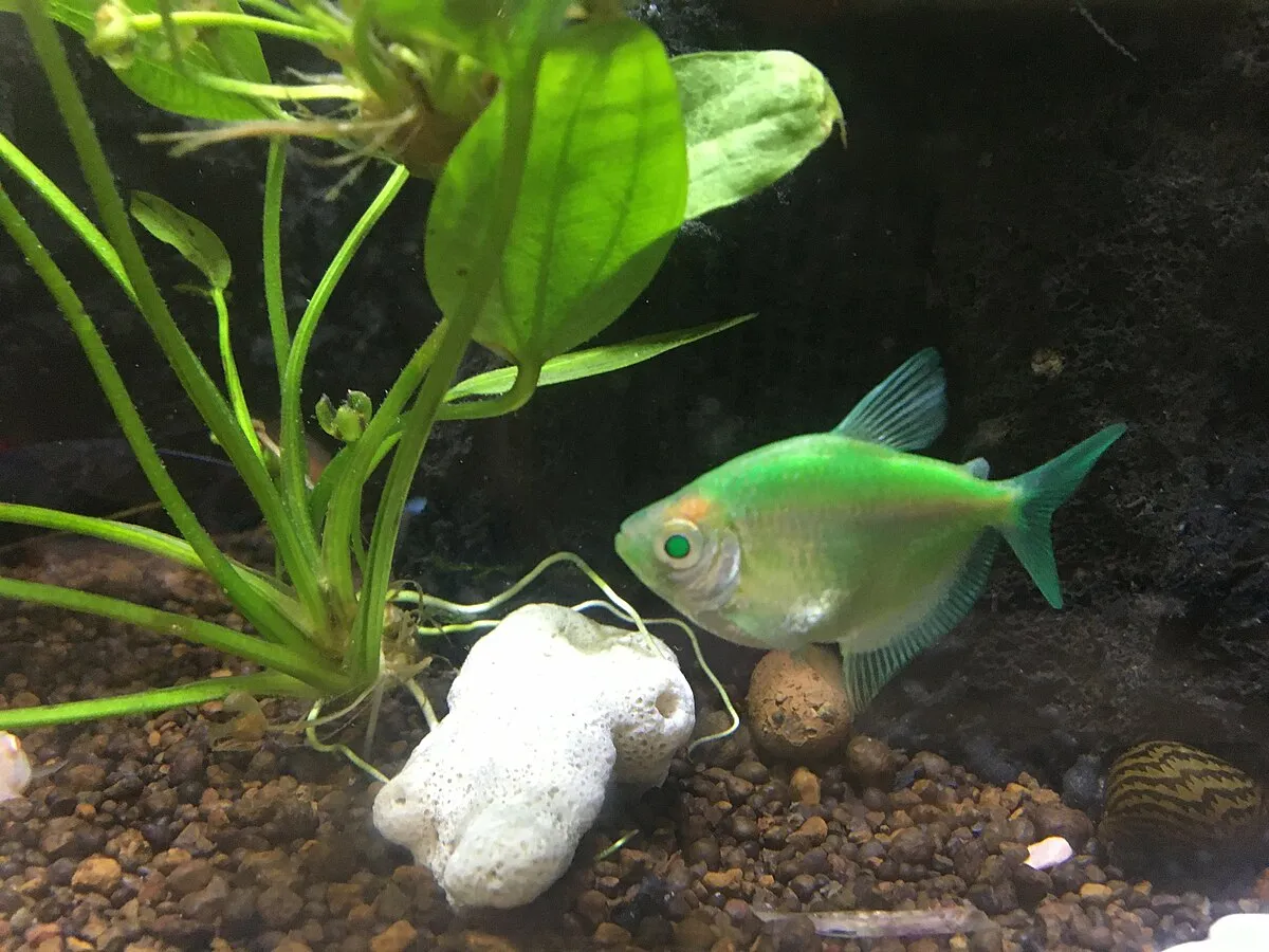 A glowing green GloFish Tetra swims near a rooted aquatic plant and white decor in an aquarium
