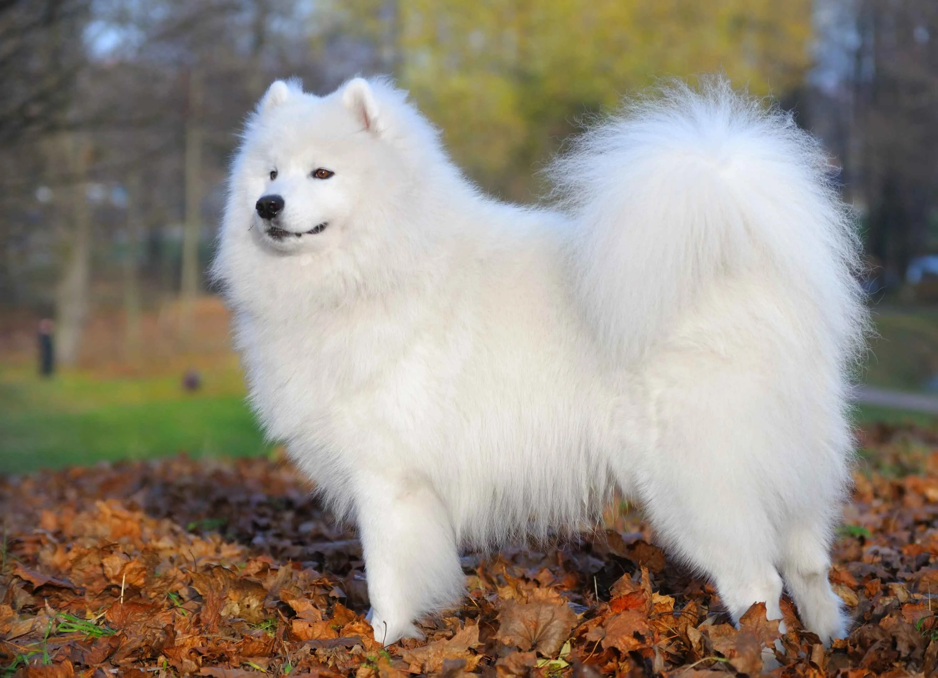 Fluffy white Samoyed dog standing on fallen brown leaves outdoors