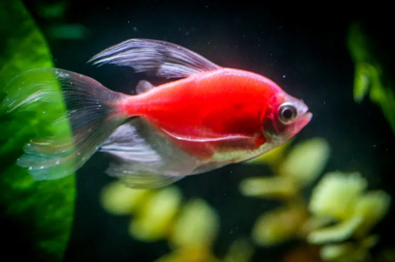 A glowing red GloFish Tetra with large transparent fins swims past green aquatic plants