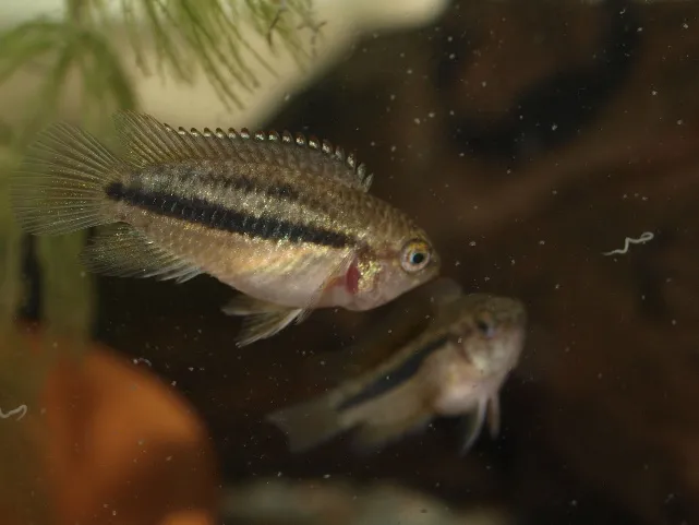 Two Nannacara Anomala fish with dark lateral stripes swimming in aquarium