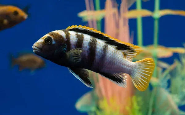 Demasoni Cichlid with blue and black stripes swimming in aquarium
