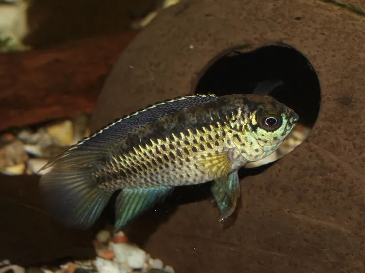 Nannacara Anomala fish with greenish gold scales swimming near clay pot in tank