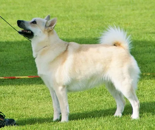 Cream and tan Norwegian Buhund with pointed ears stands on green grass with a leash