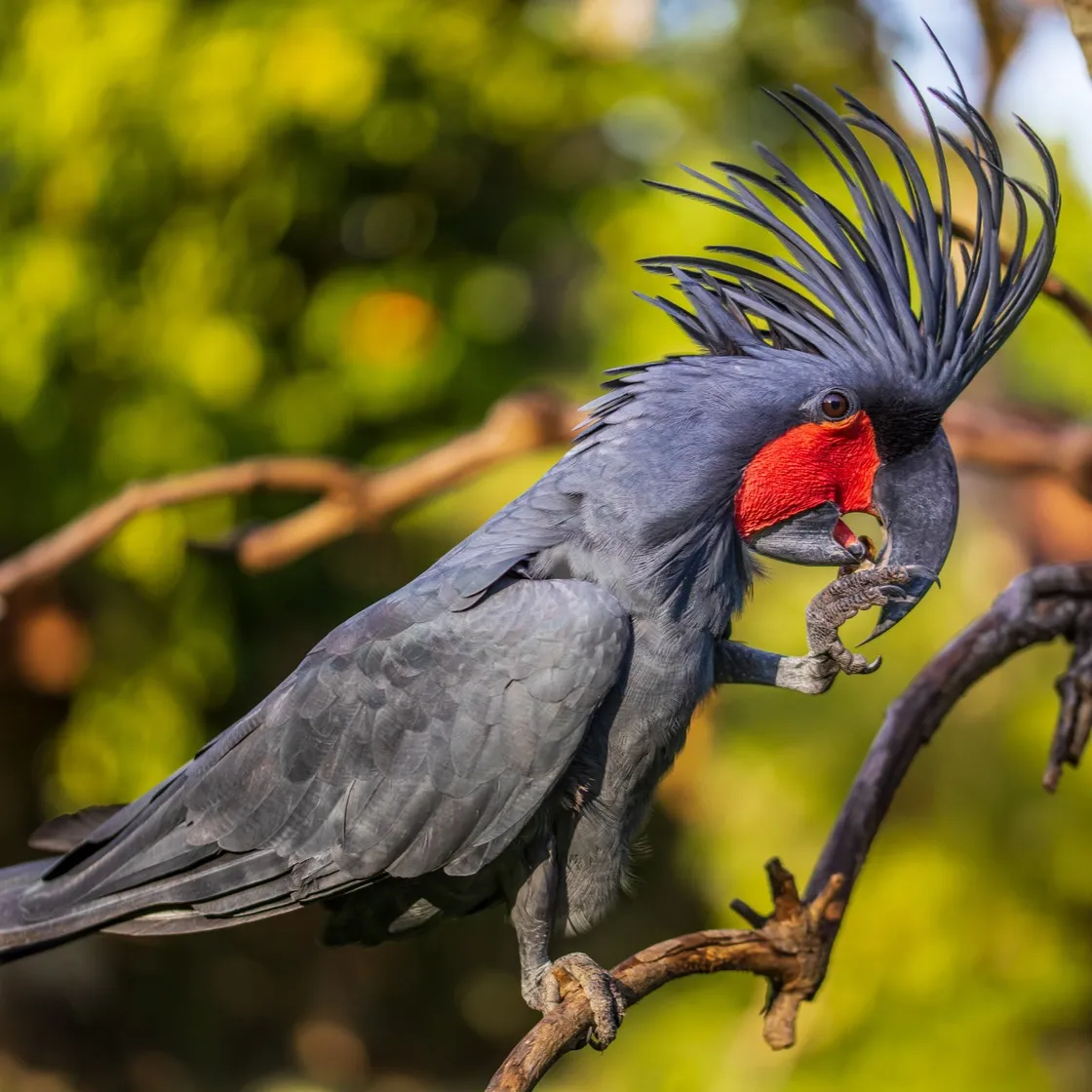 A black Palm Cockatoo with a red cheek patch perches on a branch holding food