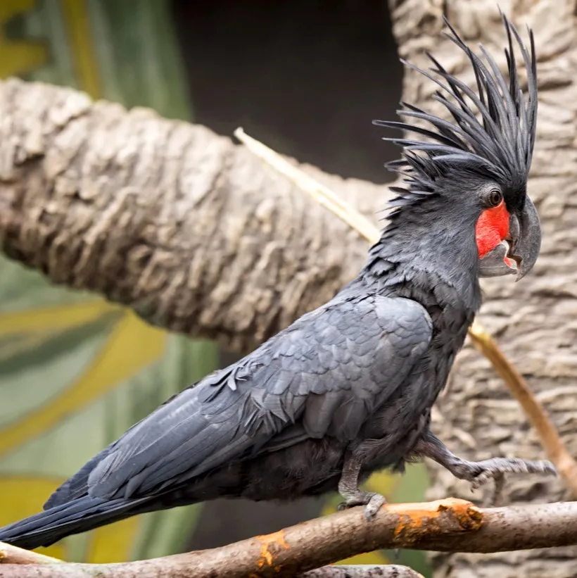 A black Palm Cockatoo with an erect crest and a vibrant red cheek patch on a branch