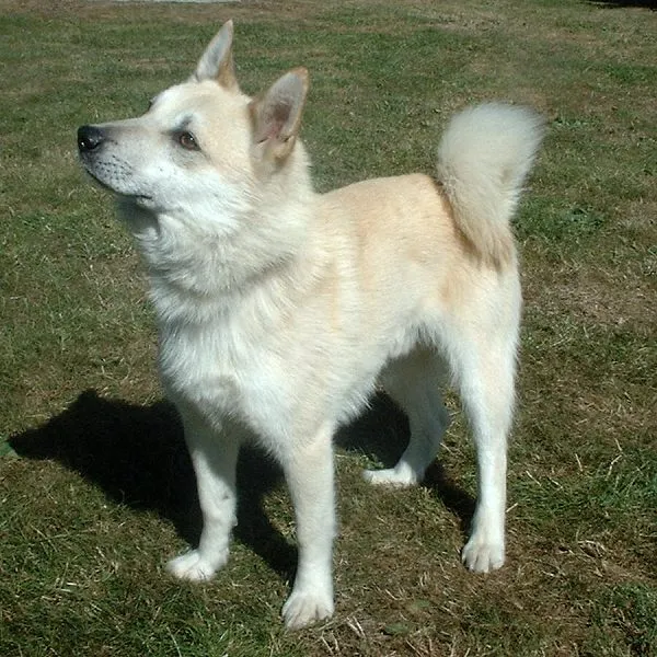 Cream and light brown Norwegian Buhund with erect ears looks left on green grass