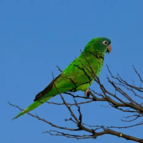 A green Blue Crowned Conure with a pink beak perches on a bare tree branch against a blue sky