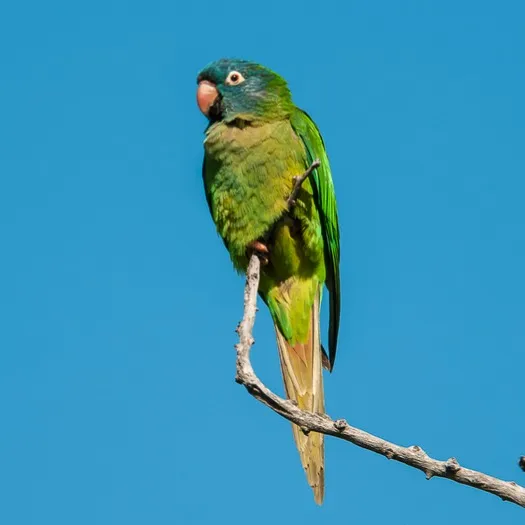 A blue crowned conure with a green body and blue head perches on a branch against blue sky