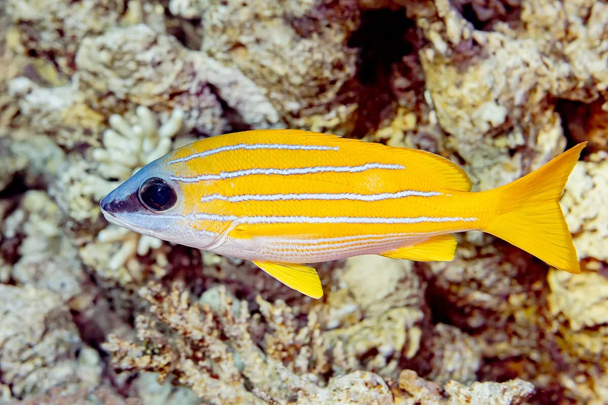 A yellow Bluelined Snapper with prominent white horizontal stripes swims near coral