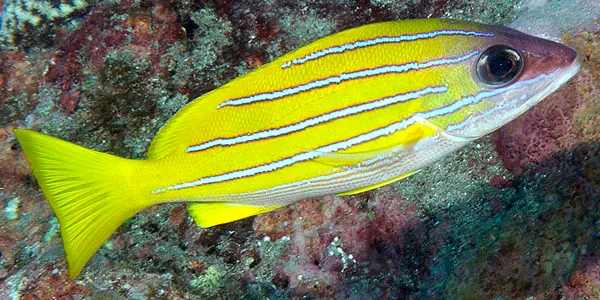 A vivid yellow Bluelined Snapper with horizontal blue stripes swims against a coral background