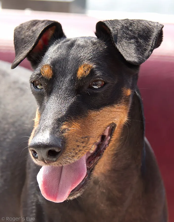Black and tan Manchester Terrier dog head with tongue out