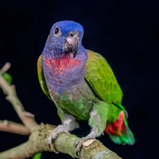 A blue headed pionus parrot with green body red chest and blue head perches on a branch