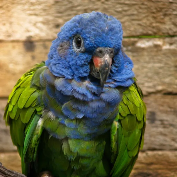 A blue headed pionus parrot with vibrant blue feathers on its head and green body looks forward