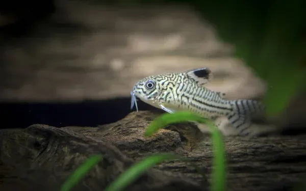 A Julii Corydoras catfish with a patterned body swimming near submerged wood