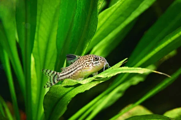 A Julii Corydoras catfish with striped fins resting on a broad green plant leaf