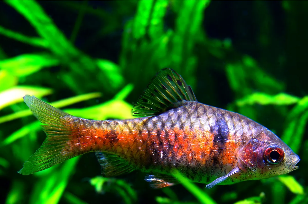 Odessa Barb with orange and silver scales swimming near green aquatic plants