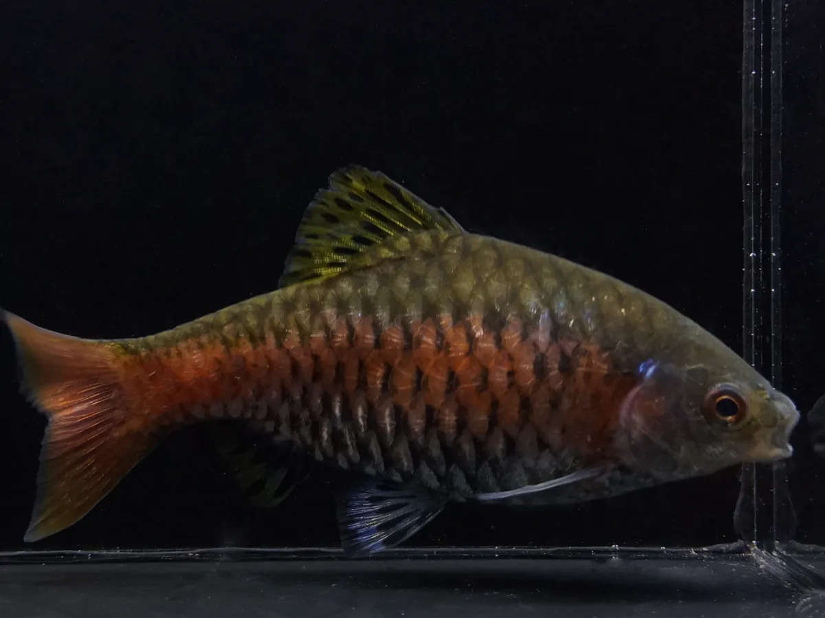 Odessa Barb with dark scales and red stripe swimming in front of black background