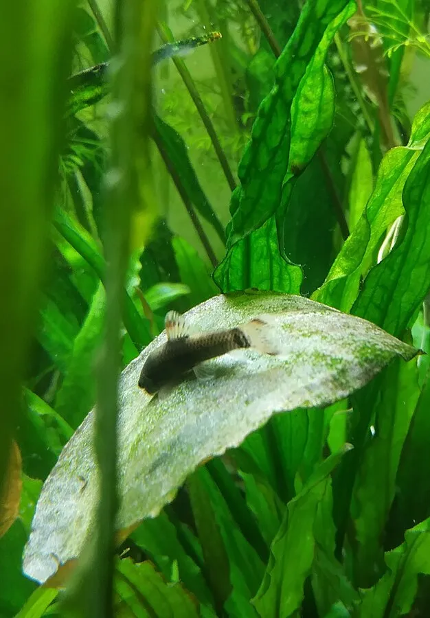 A small dark fish possibly a panda garra rests on a light colored broad leaf