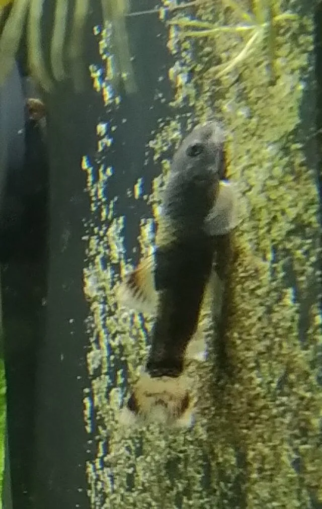 A panda garra with a dark body and light tail clings vertically to an algae covered surface