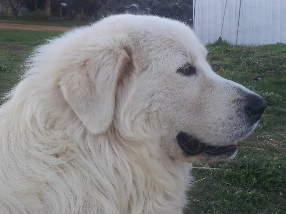 Closeup profile of a white fluffy Maremma Sheepdog with dark nose and eyes