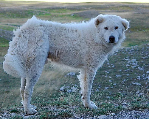 White dog stands on grassy ground looking directly forward
