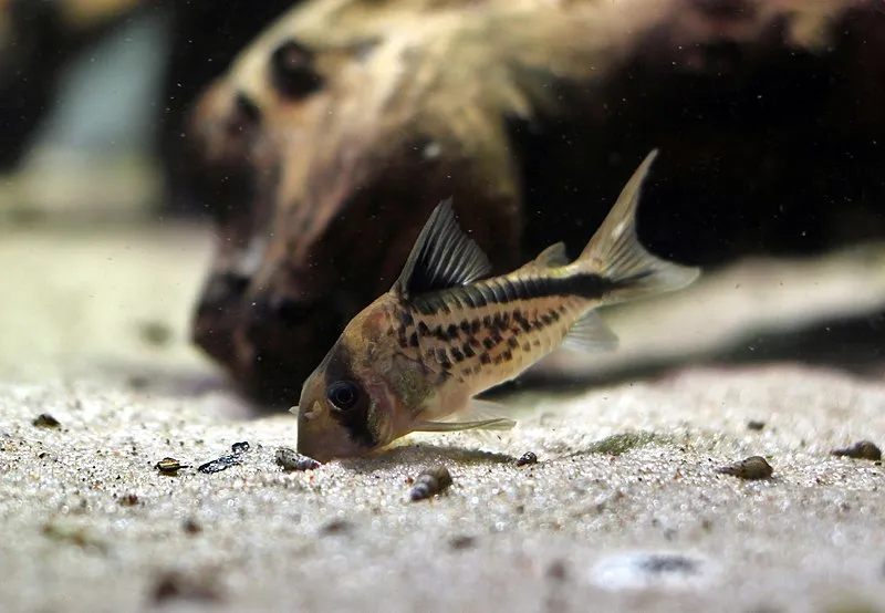 A Loxozonus corydoras fish with a dark stripe forages on a sandy substrate with debris