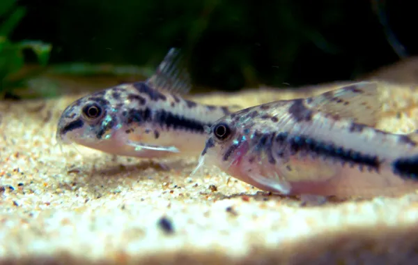 Two small Salt and Pepper Corydoras fish with dark stripes resting on a sandy substrate