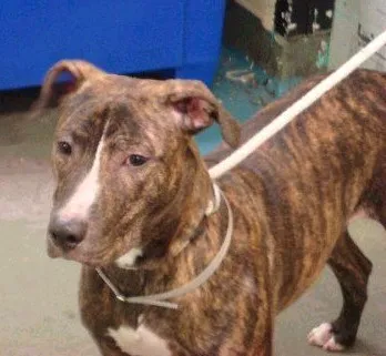 Brindle Mountain Cur dog with a white chest stands on a leash